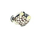 Clown Triggerfish Charm